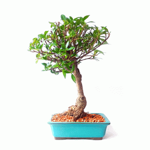 Bonsai de Jasmim do Cabo