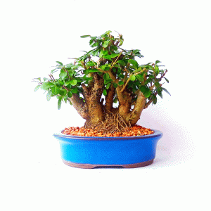 Bonsai de Ligustrum Ovalifolium