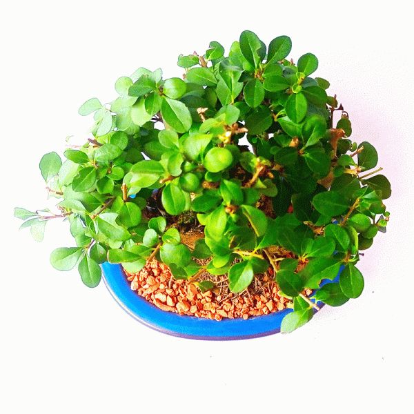 Bonsai de Ligustrum Ovalifolium 6 Anos - Image 2