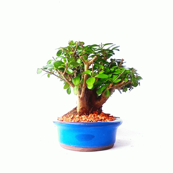 Bonsai de Ligustrum Ovalifolium 6 Anos - Image 3