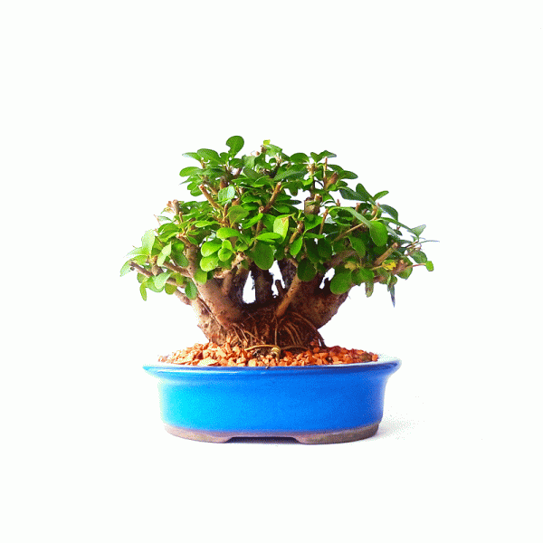 Bonsai de Ligustrum Ovalifolium 6 Anos - Image 4