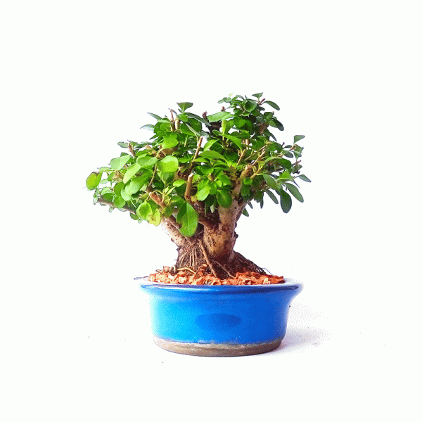 Bonsai de Ligustrum Ovalifolium 6 Anos - Image 5