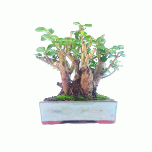 Bonsai de Ligustrum Ovalifolium