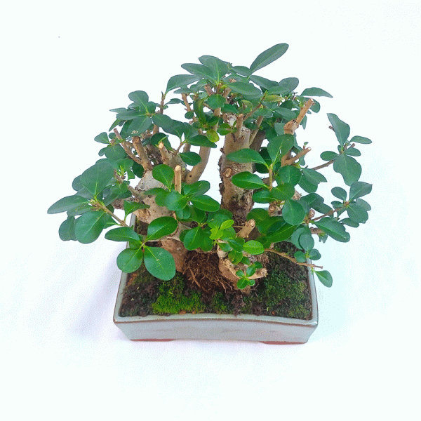 Bonsai de Ligustrum Ovalifolium 9 Anos - Imagem 2