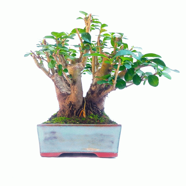 Bonsai de Ligustrum Ovalifolium 9 Anos - Imagem 5