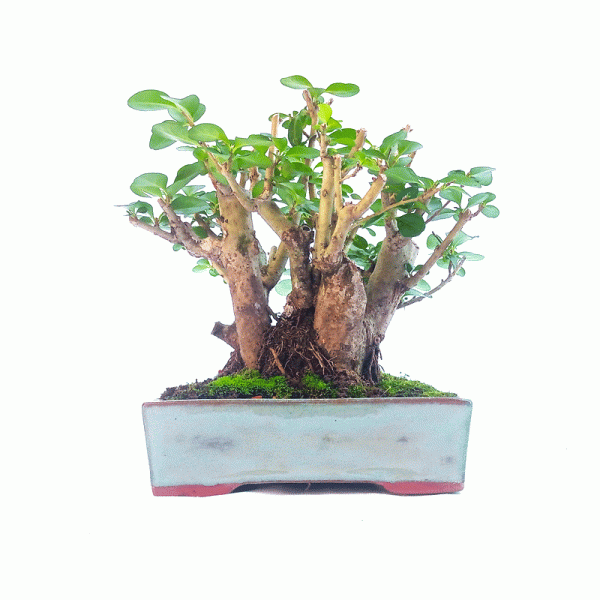 Bonsai de Ligustrum Ovalifolium 9 Anos - Imagem 3