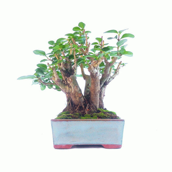 Bonsai de Ligustrum Ovalifolium 9 Anos - Imagem 4