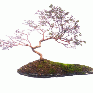 Bonsai de Loropetalum Rubrum