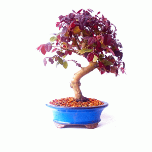 Bonsai de Loropetalum Rubrum