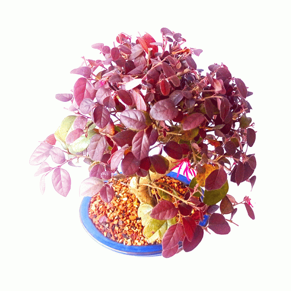 Bonsai de Loropetalum Rubrum 6 anos - Image 2