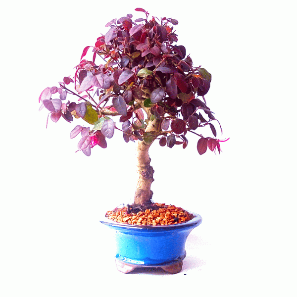 Bonsai de Loropetalum Rubrum 6 anos - Image 3