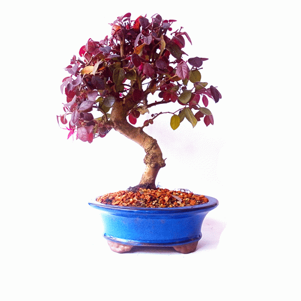 Bonsai de Loropetalum Rubrum 6 anos - Image 4