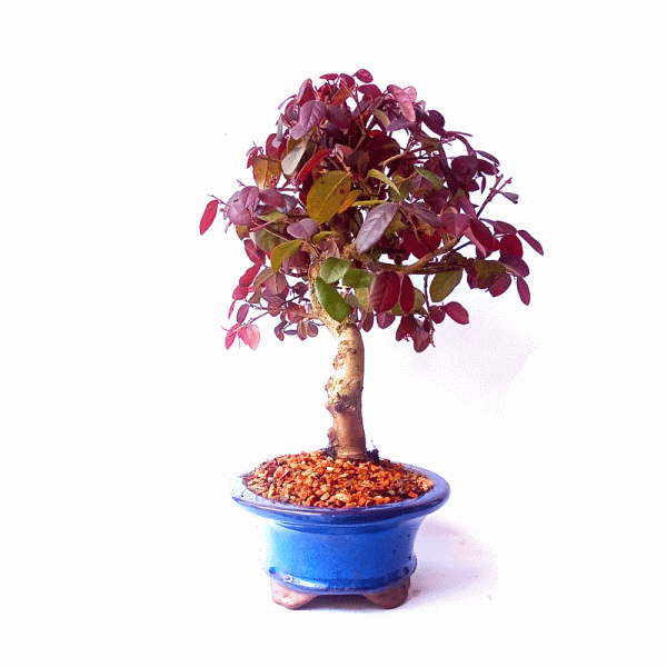 Bonsai de Loropetalum Rubrum 6 anos - Image 5