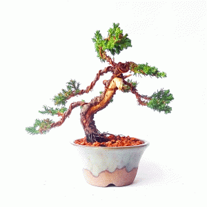 Bonsai de Junípero Procumbens