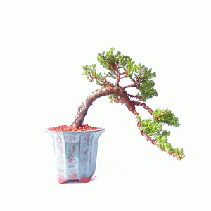 Bonsai de Junípero Procumbens