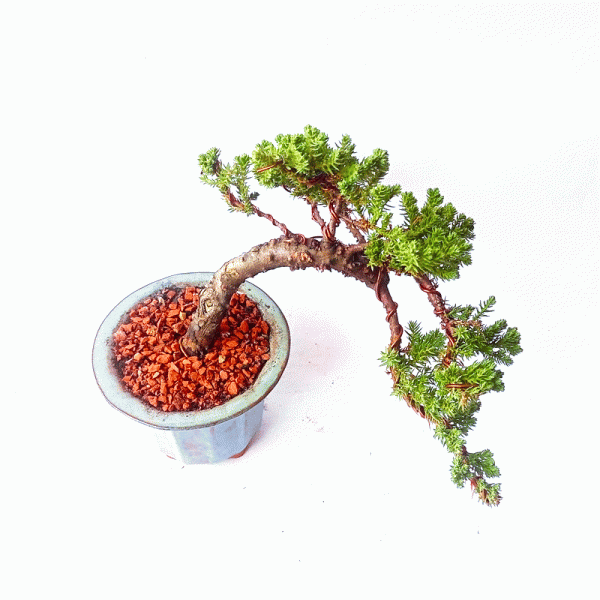 Bonsai de Junípero Procumbens 4 Anos - Image 2