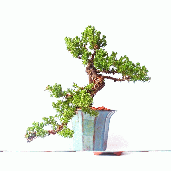 Bonsai de Junípero Procumbens 4 Anos - Image 3