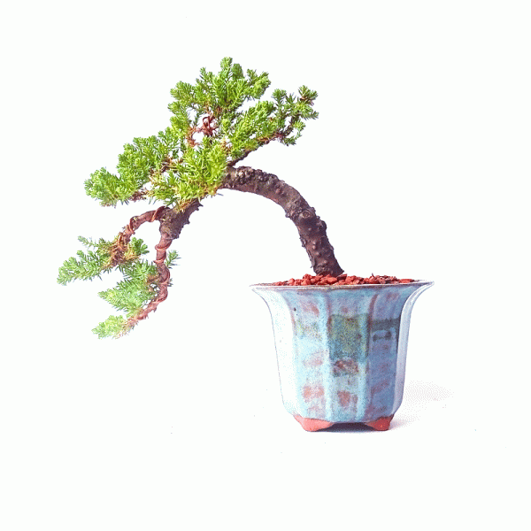 Bonsai de Junípero Procumbens 4 Anos - Image 4