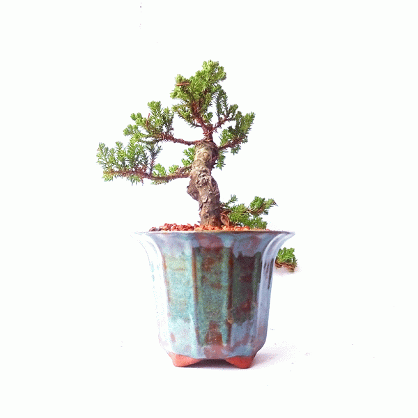 Bonsai de Junípero Procumbens 4 Anos - Image 5