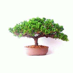 Bonsai de Junípero Procumbens