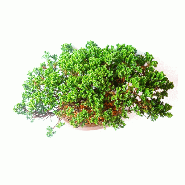 Bonsai de Junípero Procumbens 6 Anos - Image 2