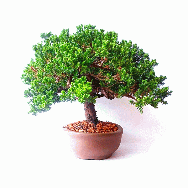 Bonsai de Junípero Procumbens 6 Anos - Image 3
