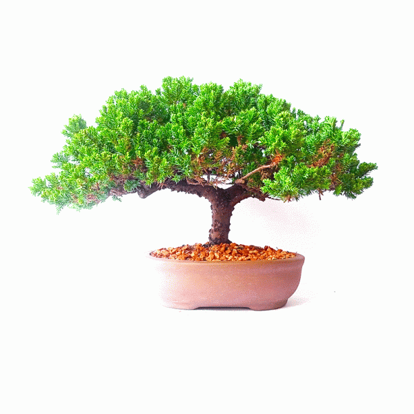 Bonsai de Junípero Procumbens 6 Anos - Image 4