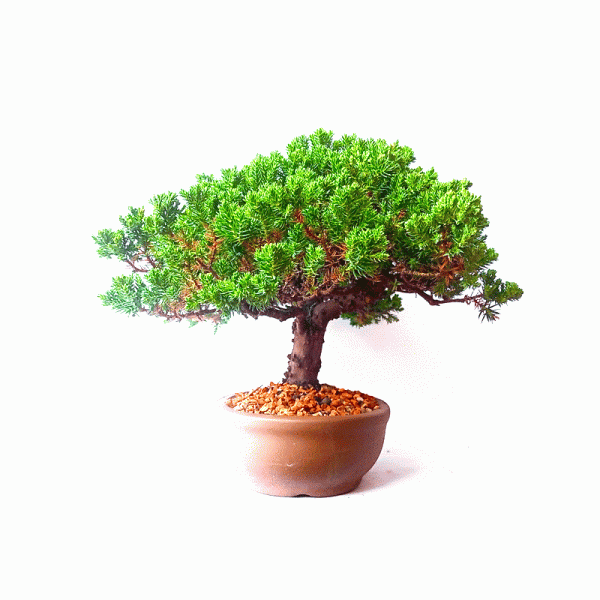 Bonsai de Junípero Procumbens 6 Anos - Image 5