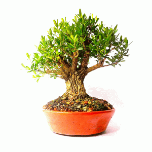 Bonsai de Buxus Harlandii