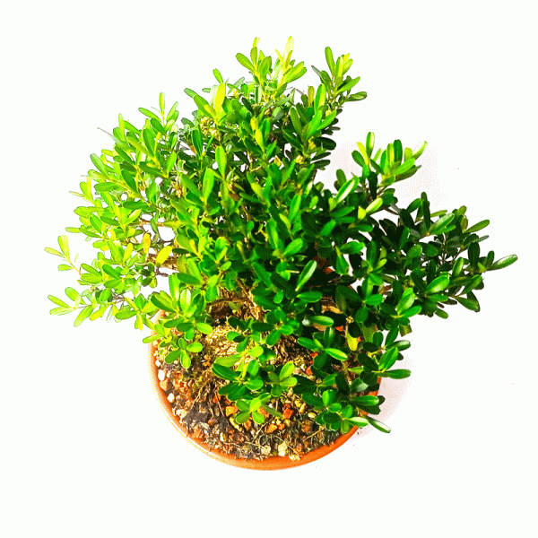 Bonsai de Buxus Harlandii 6 anos - Image 2