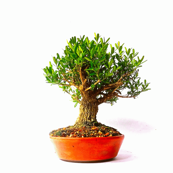 Bonsai de Buxus Harlandii 6 anos - Image 3