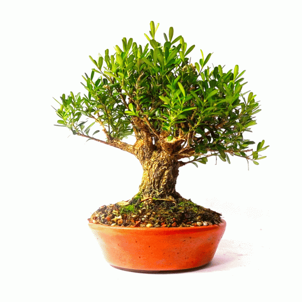 Bonsai de Buxus Harlandii 6 anos - Image 4
