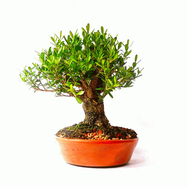 Bonsai de Buxus Harlandii 6 anos - Image 5