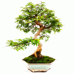 Bonsai de Caliandra Rosa