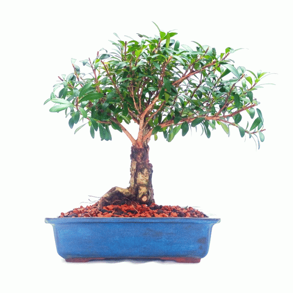 Bonsai de Cereja Anã