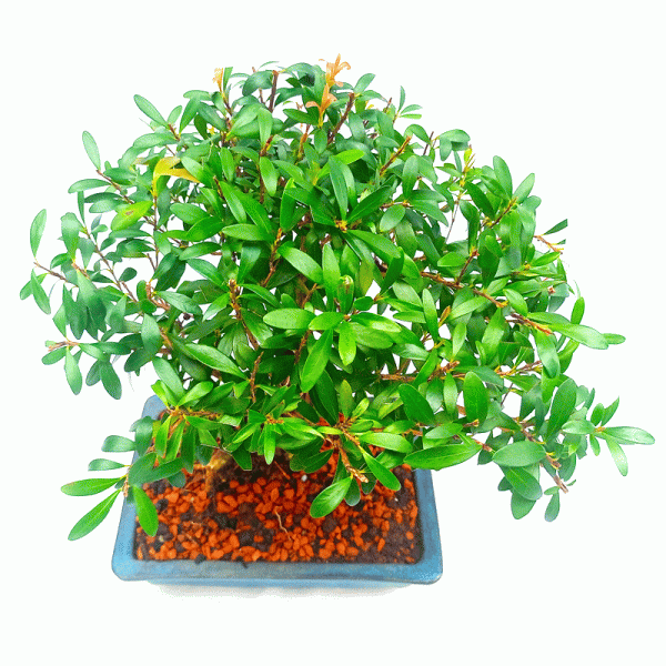 Bonsai de Cereja Anã 5 Anos - Imagem 2