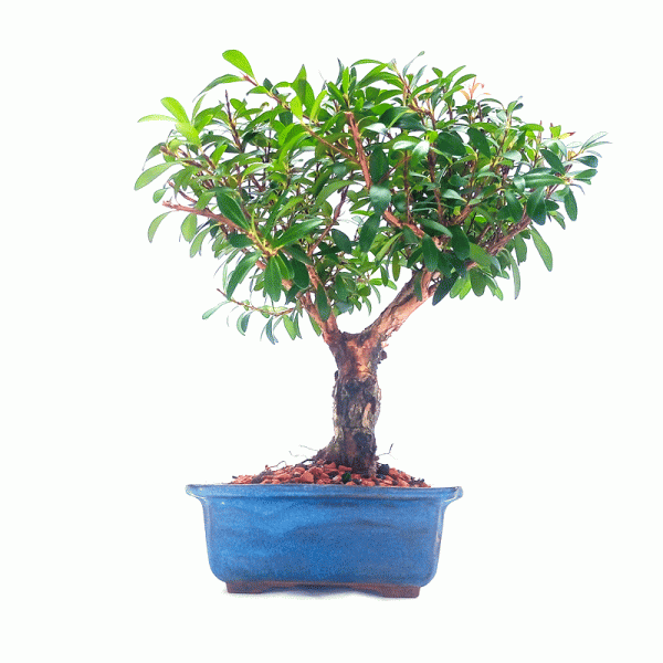 Bonsai de Cereja Anã 5 Anos - Imagem 3