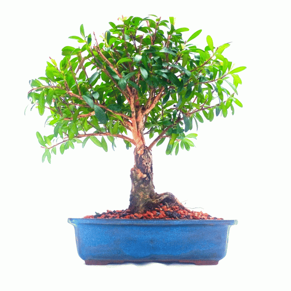 Bonsai de Cereja Anã 5 Anos - Imagem 4