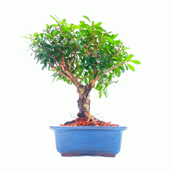 Bonsai de Cereja Anã 5 Anos - Imagem 5