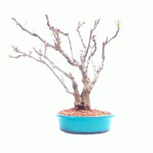 Bonsai de Glicínia Lilás