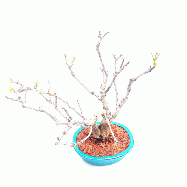 Bonsai de Glicínia Flor cor Lilás 11 anos - Image 2
