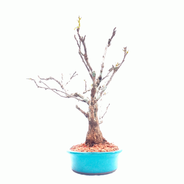 Bonsai de Glicínia Flor cor Lilás 11 anos - Image 3