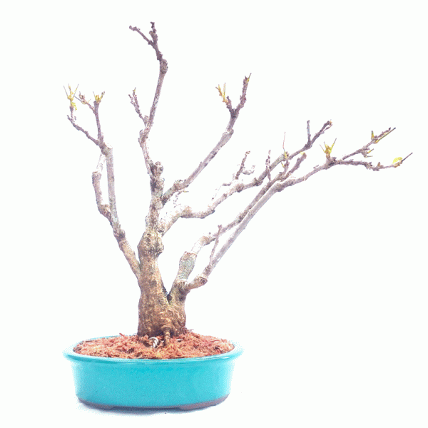 Bonsai de Glicínia Flor cor Lilás 11 anos - Image 4