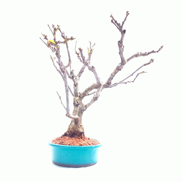 Bonsai de Glicínia Flor cor Lilás 11 anos - Image 5