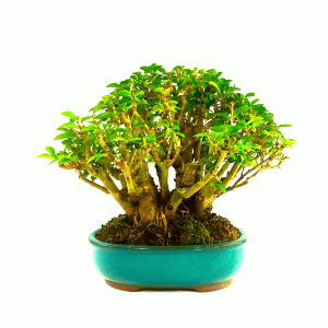 Bonsai de Ligustrum Ovalifolium