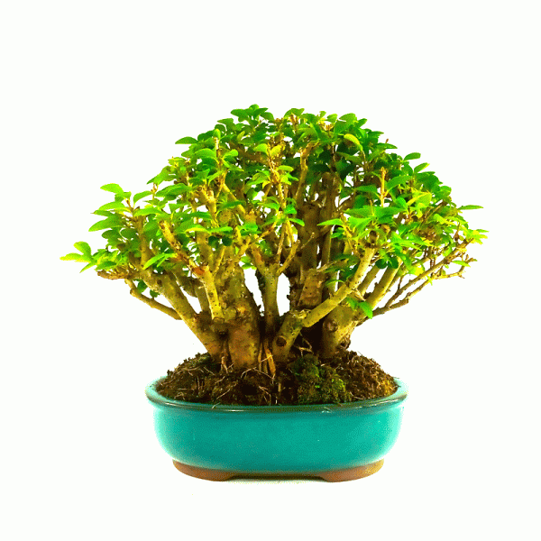 Bonsai de Ligustrum Ovalifolium