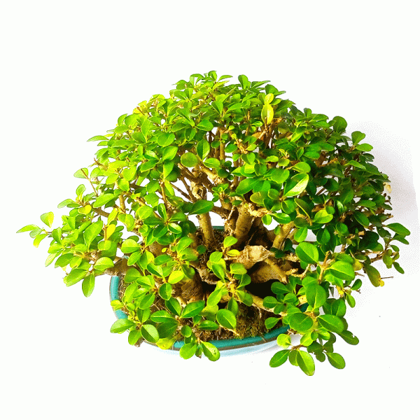 Bonsai de Ligustrum Ovalifolium 7 Anos - Image 2