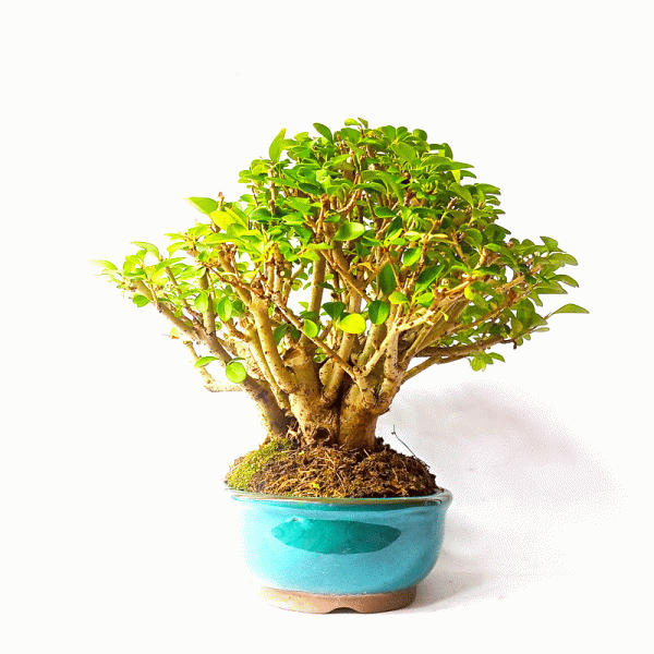 Bonsai de Ligustrum Ovalifolium 7 Anos - Image 3