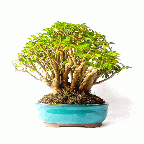 Bonsai de Ligustrum Ovalifolium 7 Anos - Image 4