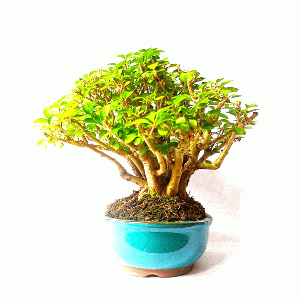 Bonsai de Ligustrum Ovalifolium 7 Anos - Image 5